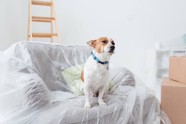 How Do We Help Our Dog Adjust to Our New Home? | Bekins