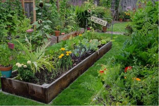 Tips for Starting a Backyard Garden at Your New Home - Bekins